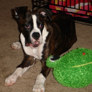My Frog