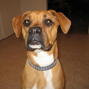 Abbie's new collar