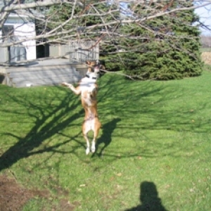 Jeter jumping
