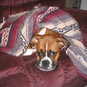 Boxer in a blanket