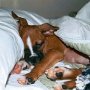 sleepy_puppy