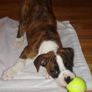 murphy