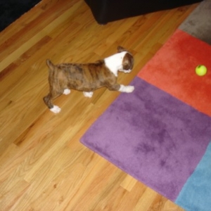 murphy