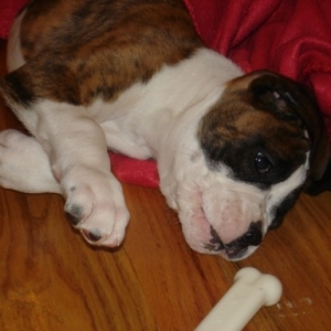 murphy