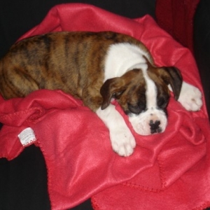 murphy