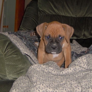 Zeus on Chair