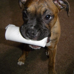 "Ma, I think we need more toilet paper"
