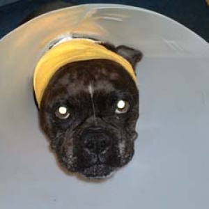 Don't make fun of my CONE!!
