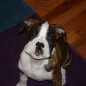 murphy