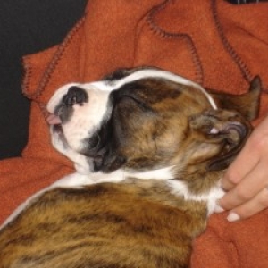 murphy