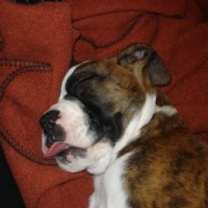 murphy