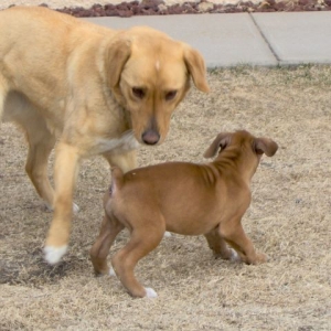Playing Together