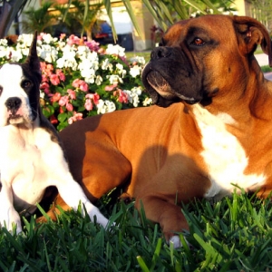Apollo and Venus