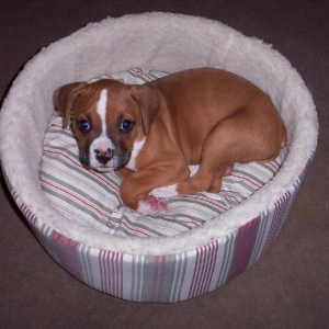 Champ 8 wks old
