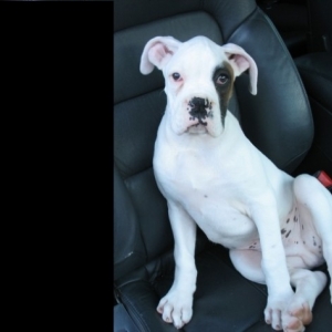 Petey