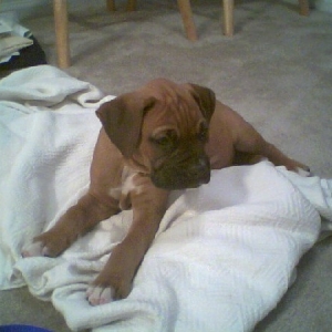 Puppy's first picture