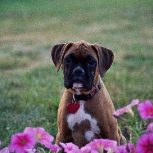 Cali-Flower