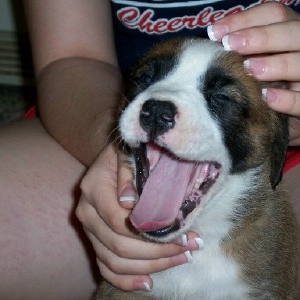 bigyawn