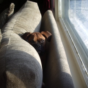 Where's Reggie?