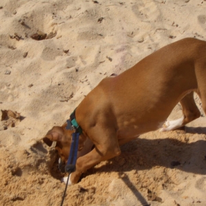 Sand Devil