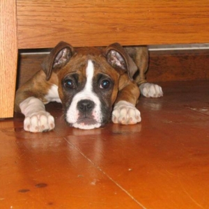 My Puppers