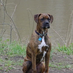 Buddy-7mo