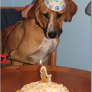 Hobart's Adoption Anniversary