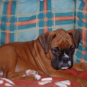 Zeb 11 weeks old almost