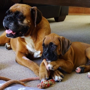 Odie and Sugar getting to know one another