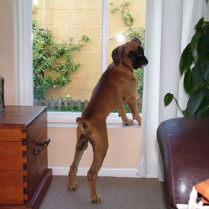 Looking out the window