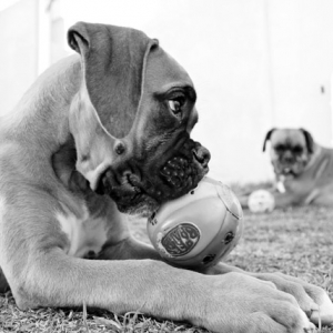 Odie and his ball