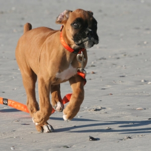 Odie running on the beach