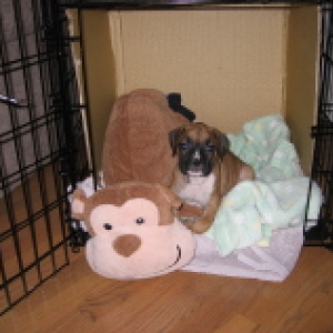 Bella at 7 weeks
