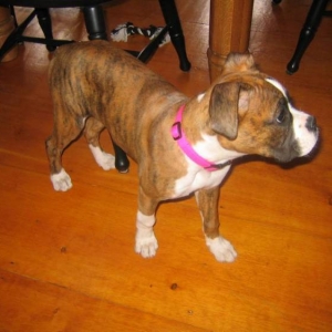 Hemi