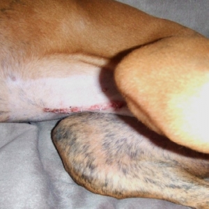 Spay Incision