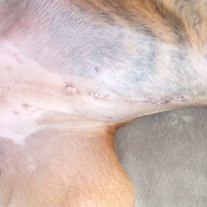 Spay Scar
