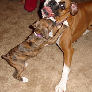 New Playmate