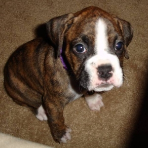 Tiva as THE DOG