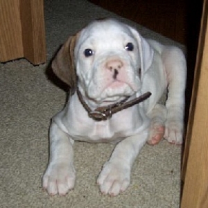 My big boy Tank