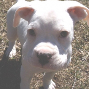 Sweet Boy