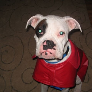 Beau's new coat
