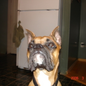 Bailey