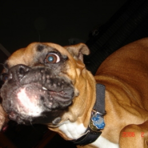 Bailey