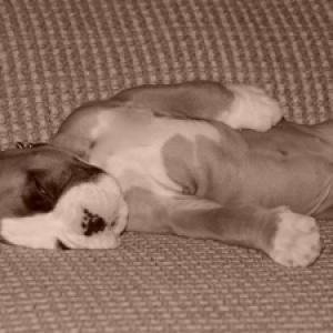 Puppy Dreams