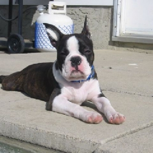 Hemi - Head shot