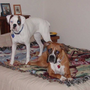 Our 2 on our Guest bed.