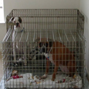In thier cages.