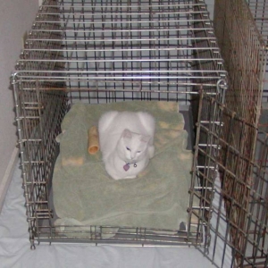 You mean this isn't MY cage?