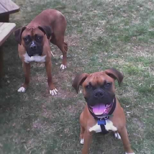 Reggie and Sugar Ray