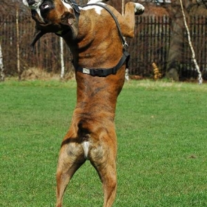 Contortionist